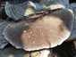 Borostás egyrétűtapló (Trametes hirsuta), Vértes